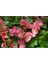 Pembe Şeker Begonya Çiçeği Fidanı Saksılı 10-20 cm 2