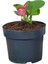 Begonya Şeker Mini Pembe (Begonia Xsemperflorens) 10-20 cm 1