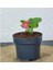 Begonya Şeker Mini Pembe (Begonia Xsemperflorens) 10-20 cm 2