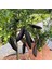 Nadir Bir Çeşit Tüplü Byron Kırmızı Fingerlime(Parmak) Limon Yaş 3 Boy 120-150 cm 1