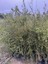 Nadir Bir Çeşit Tüplü Byron Kırmızı Fingerlime(Parmak) Limon Yaş 3 Boy 120-150 cm 3