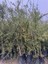 Nadir Bir Çeşit Tüplü Byron Kırmızı Fingerlime(Parmak) Limon Yaş 3 Boy 120-150 cm 5