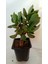 Crassula, Para Ağacı Fide 10-20 cm 1