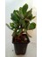 Crassula, Para Ağacı Fide 10-20 cm 2