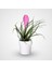 Hava Bitkisi (Tillandsia) Airplant 3 Adet 3