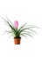 Hava Bitkisi (Tillandsia) Airplant 3 Adet 4