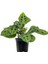 Dua Çiçeği (Maranta Kerchoveana) 20 cm 3