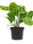 Dua Çiçeği (Maranta Kerchoveana) 20 cm 4