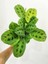 Dua Çiçeği (Maranta Kerchoveana) 20 cm 5