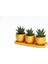 Trio Orange Hediyelik Sukulent Seti - Haworthia Limifolia 4