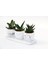 Trio Beyaz Sukulent Seti - Haworthia, Crassula Huernia Angolensis 2