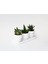 Trio Beyaz Sukulent Seti - Haworthia, Crassula Huernia Angolensis 4