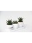 Trio Beyaz Sukulent Seti - Haworthia Pumila, Limifolia 1