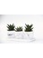 Trio Beyaz Sukulent Seti - Haworthia Pumila, Limifolia 2
