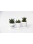 Trio Beyaz Sukulent Seti - Haworthia Pumila, Limifolia 3