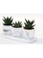Trio Beyaz Sukulent Seti - Haworthia Pumila, Limifolia 4