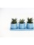 Trio Mavi Adler Sukulent Seti - Haworthia Limifolia, Pumila 2