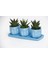 Trio Mavi Adler Sukulent Seti - Haworthia Limifolia, Rigida 1