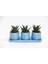 Trio Mavi Adler Sukulent Seti - Haworthia Limifolia, Rigida 2