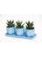 Trio Mavi Adler Sukulent Seti - Haworthia Limifolia, Rigida 3