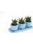 Trio Mavi Adler Sukulent Seti - Haworthia Limifolia, Rigida 4
