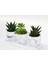 Trio Beyaz Sukulent Seti - Haworthia, Echeveria Emerald 5