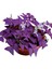 Uyku Çiçeği (Oxalis Triangularis) - Süs Yoncası 1