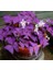 Uyku Çiçeği (Oxalis Triangularis) - Süs Yoncası 2