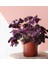 Uyku Çiçeği (Oxalis Triangularis) - Süs Yoncası 4