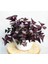 Uyku Çiçeği (Oxalis Triangularis) - Süs Yoncası 5