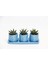 Trio Mavi Adler Sukulent Seti - Haworthia Pumila 2