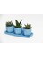 Trio Mavi Adler Sukulent Seti - Haworthia, Aloe Ferox 1