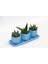 Trio Mavi Adler Sukulent Seti - Haworthia, Aloe Ferox 2