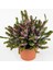 Erika (Funda) Çiçeği – Erica Carnea - Mor 1