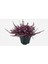 Erika (Funda) Çiçeği – Erica Carnea - Mor 4