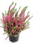 Erika (Funda) Çiçeği – Erica Carnea - Pembe 1