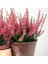 Erika (Funda) Çiçeği – Erica Carnea - Pembe 3