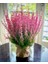 Erika (Funda) Çiçeği – Erica Carnea - Pembe 4