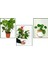 Deve Tabanı (Monstera) & Pilea & Anthoryum 1