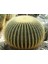 Altın Fıçı Kaktüsü – Echinocactus Grusonii 20-30 cm 1