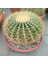 Altın Fıçı Kaktüsü – Echinocactus Grusonii 20-30 cm 2