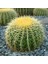 Altın Fıçı Kaktüsü – Echinocactus Grusonii 20-30 cm 3