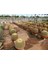 Altın Fıçı Kaktüsü – Echinocactus Grusonii 20-30 cm 4