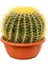 Altın Fıçı Kaktüsü – Echinocactus Grusonii 20-30 cm 5