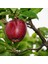 Starkrimson Delicious Elma Fidanı 3 Yaş Tüplü ve Aşılı 1