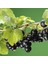 Siyah Frenk Üzümü Fidanı 10 Adet 1