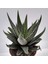 Haworthia Fasciata Concolor 5 Adet 1