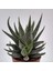 Haworthia Fasciata Concolor 5 Adet 2