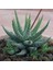 Haworthia Fasciata Concolor 5 Adet 3