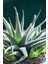 Haworthia Fasciata Concolor 5 Adet 4